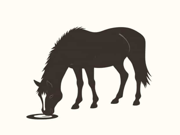 Gelding Not Dropping To Urinate