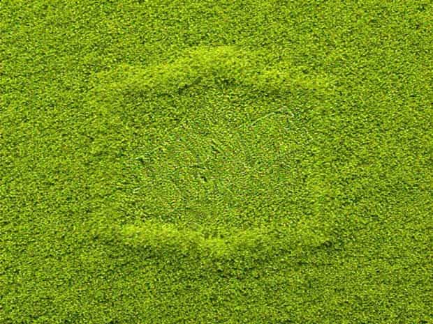 Home Depot Peat Moss