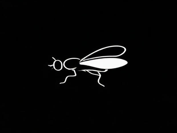 How To Tie A Fly To Tippet