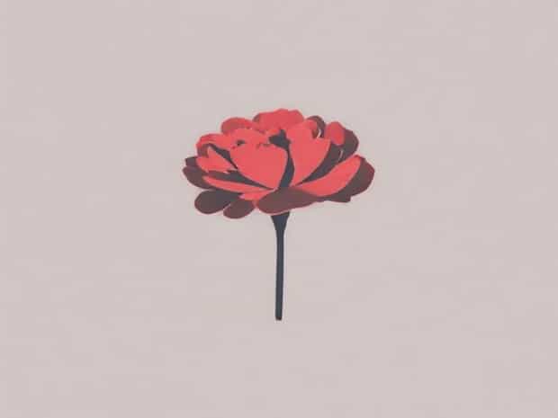 Images Of Carnation Flower