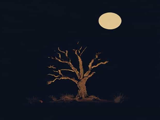 Joshua Tree Moonless Nights