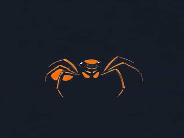 Jumping Spider With Orange Abdomen
