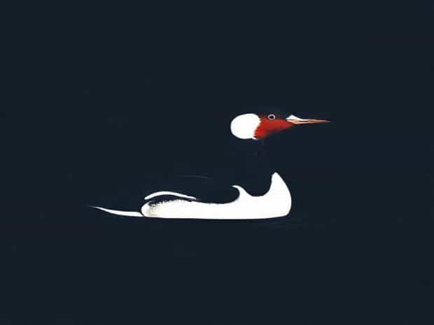 Juvenile Male Red Breasted Merganser