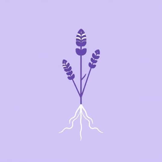 Lavender Classification Of Root Resorption