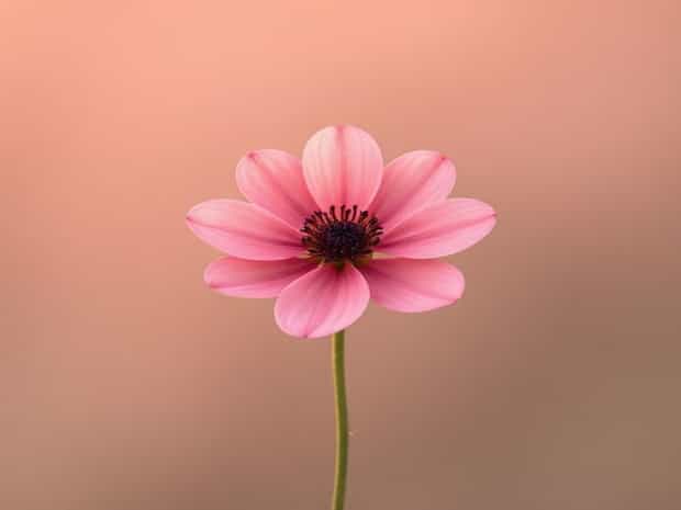 Love In A Mist Flower
