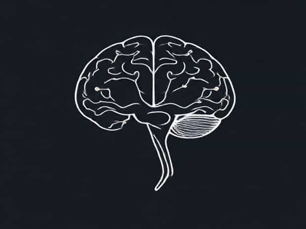 Cranial Nerve Nuclei Location