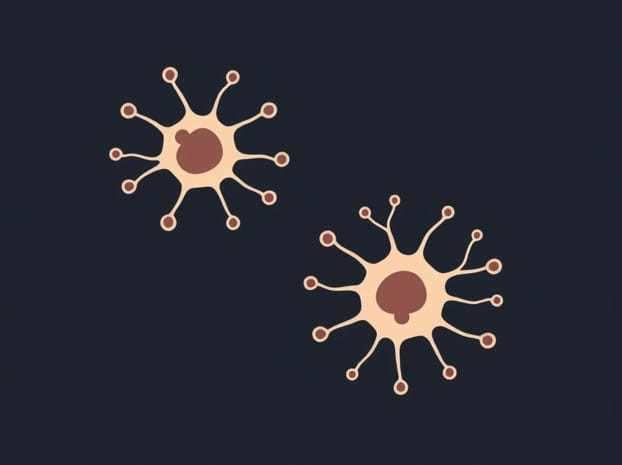 Dendritic Cells Innate Or Adaptive