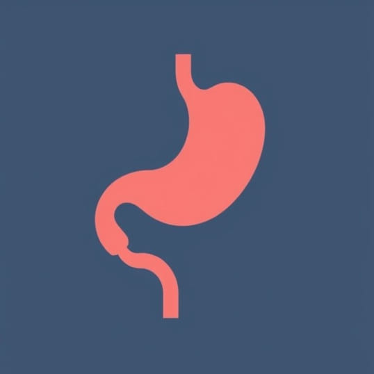 Diagram Of The Stomach Labeled