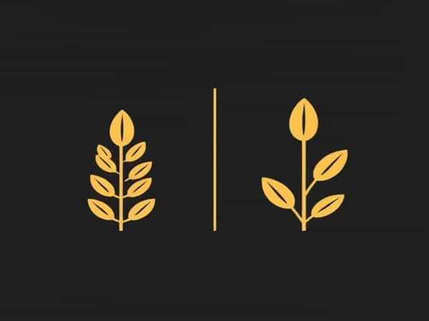 Difference Between Grain And Grain