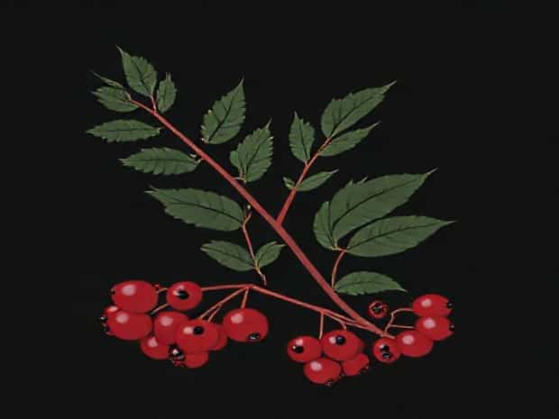 Does Poison Sumac Have Berries