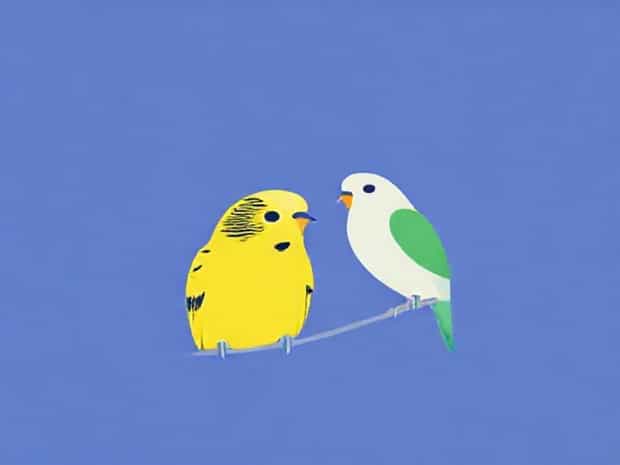 English Budgie Vs Parakeet