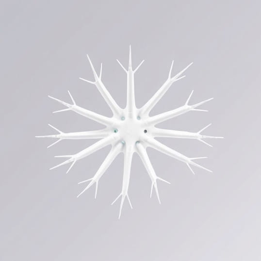 Explain Echinoderm Theory Of Origin Of Chordates