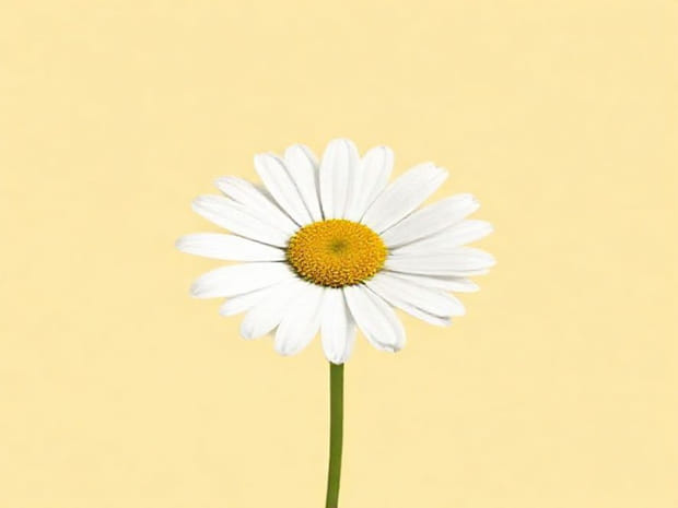 Facts About Transvaal Daisy