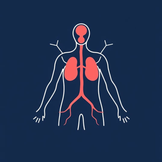 Function Of Primary Lymphoid Organs