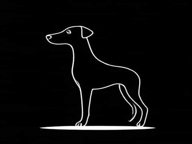 German Shorthaired Pointer Adoption