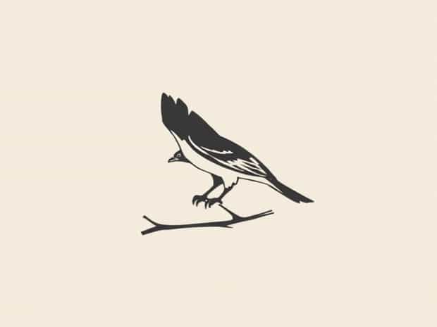 How To Catch A Sparrowhawk