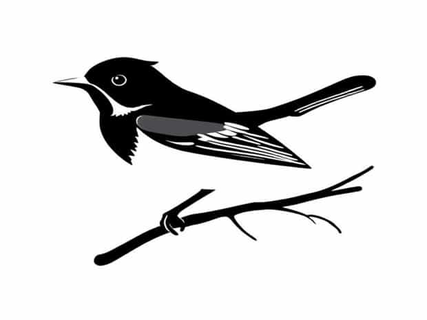How To Pronounce Tanager