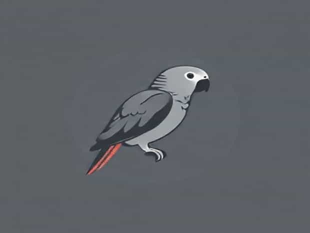Is An African Grey A Parrot