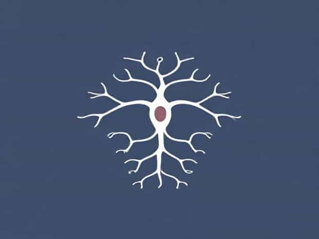 Is The Preganglionic Neurotransmitter In The Sympathetic Division?