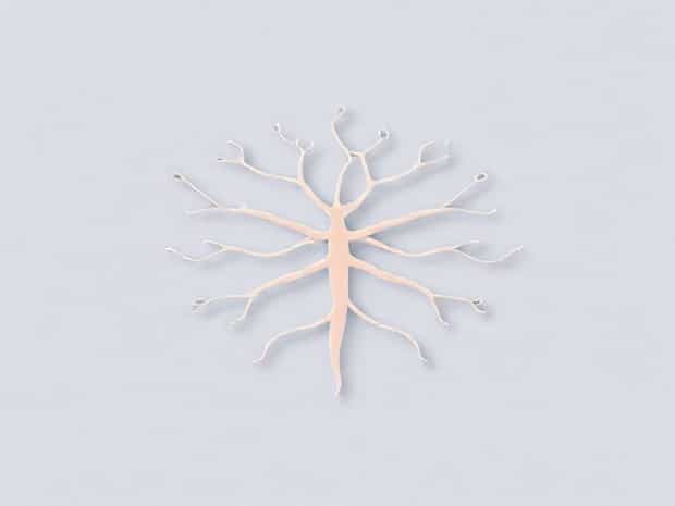 Location Of Olfactory Nerve