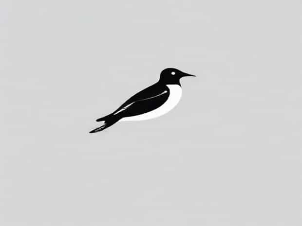 Long Tailed Skua Identification